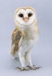 barn owl #3.jpg