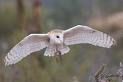 barn owl #4.jpg