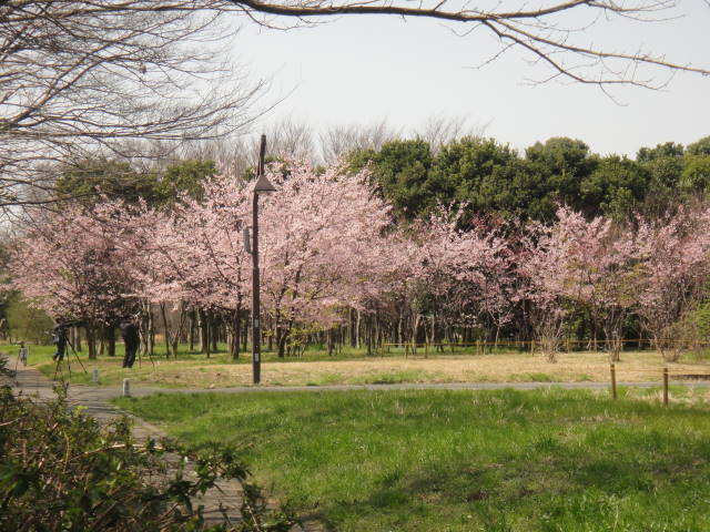 河津桜の一種で早咲き.JPG