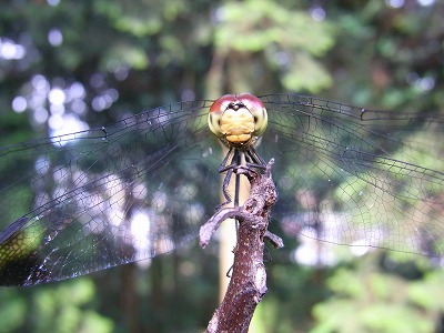 蜻蛉01