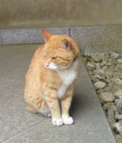猫.jpg