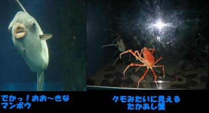 マンボウ.JPG