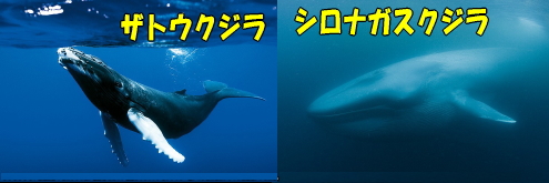 クジラ.jpg