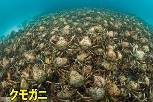 クモガニ.jpg