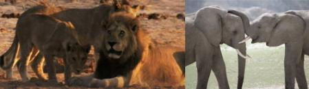 ライオンとゾウ.jpg