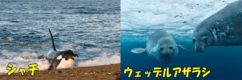 シャチ.jpg