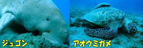 ジュゴン.jpg
