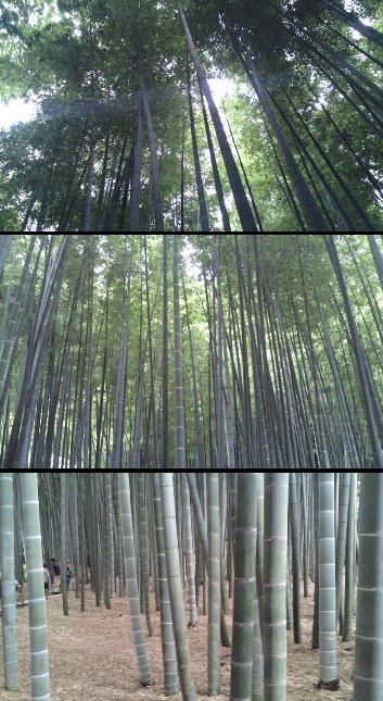 竹.jpg