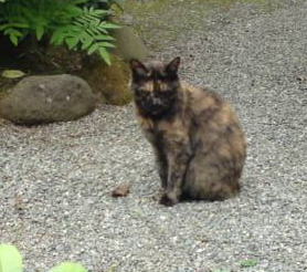 黒・猫.jpg