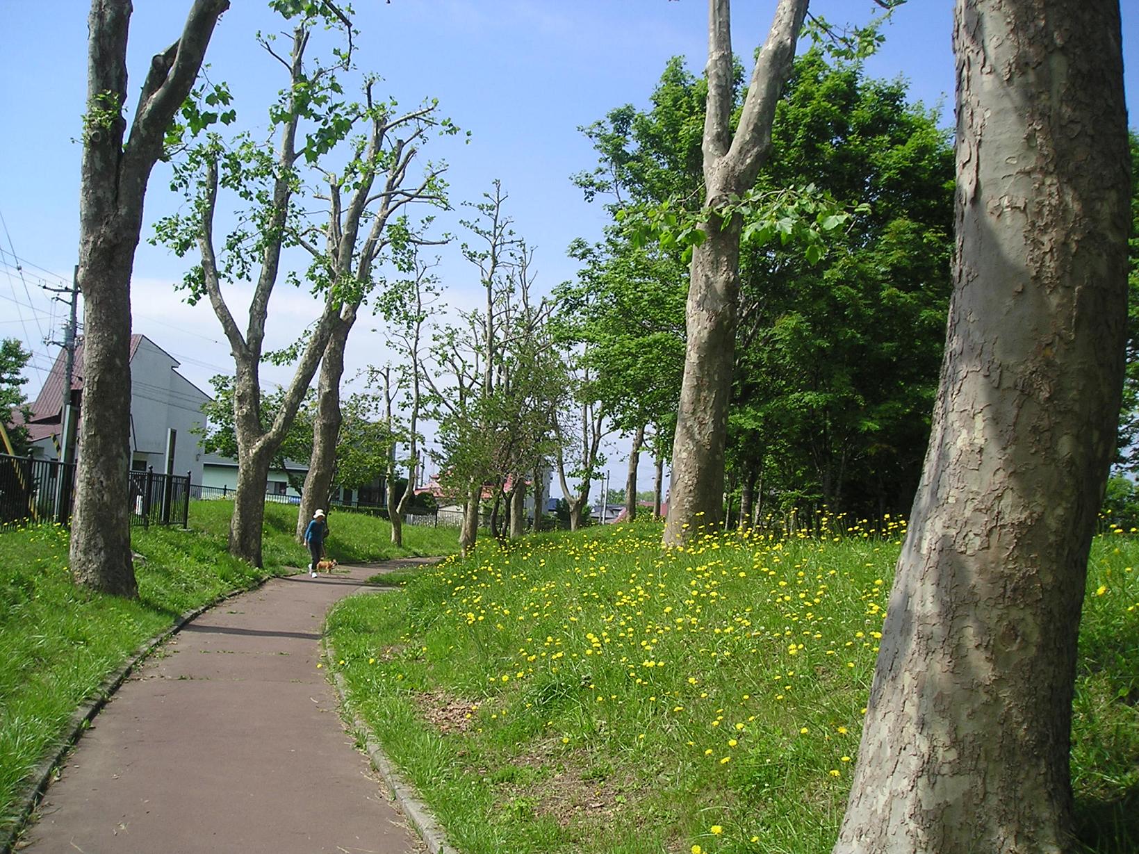 旭岡の遊歩道