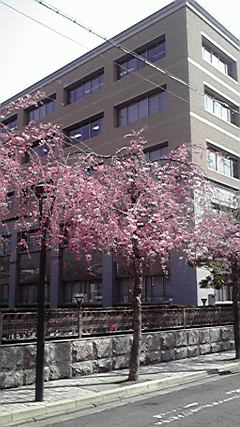 京都地裁の紅しだれ桜