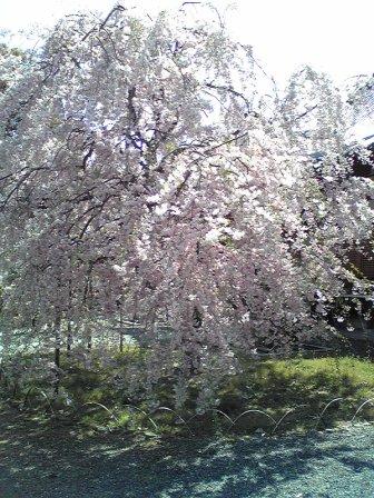 上品蓮台寺の桜2