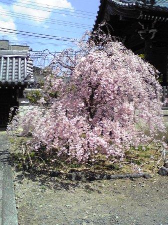 上品蓮台寺桜3.jpg