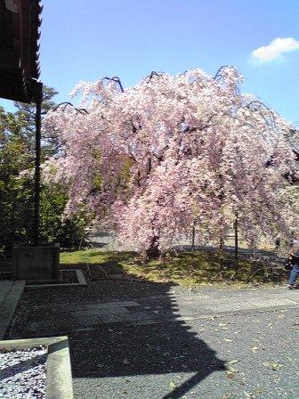 上品蓮台寺の桜4