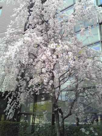 仏教大学前紅しだれ桜