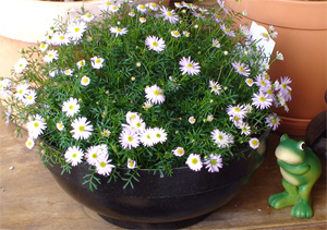 daisy.jpg
