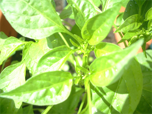 chilli161208_5.jpg
