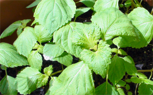 Shiso311009.jpg