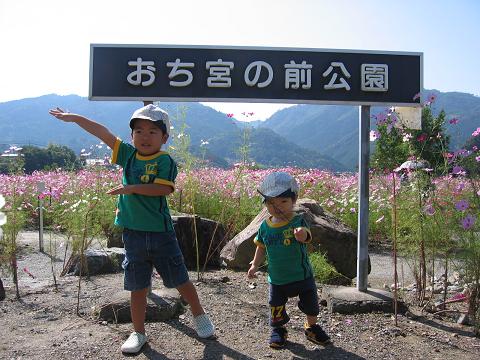 コスモス祭り３