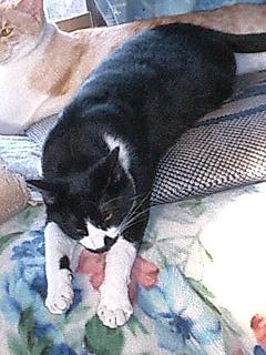 なちゅめ