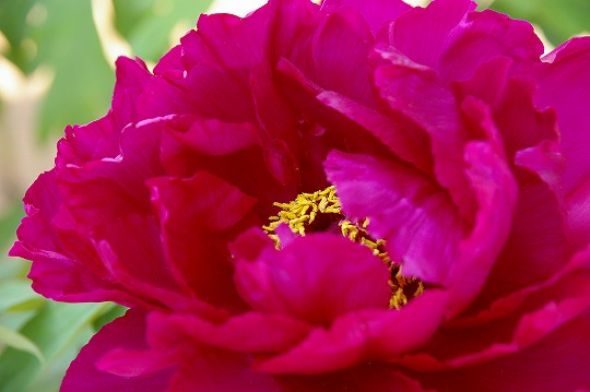 1s-IMGP4050.jpg