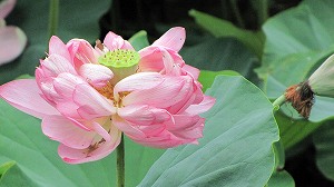 IMG_4620.jpg