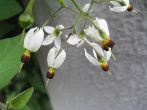 画像 033.jpg