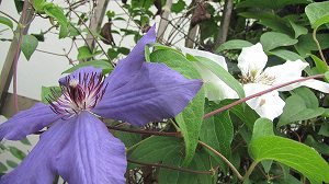 IMG_5240.jpg