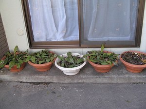 画像 092.jpg