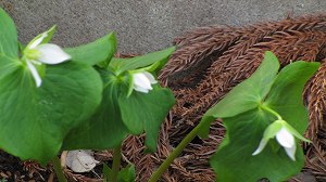 IMG_1063.jpg