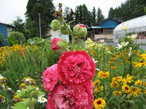 IMG_4197.jpg