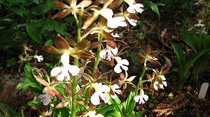 IMG_1241.jpg