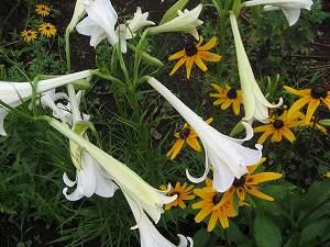 IMG_4950.jpg