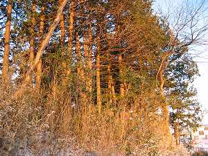 IMG_8269.jpg