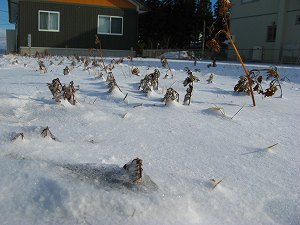 IMG_1107.jpg
