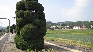 IMG_3729.jpg