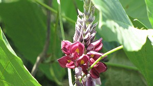 IMG_5130.jpg