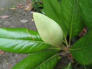 画像 006.jpg