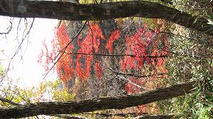 IMG_7051.jpg