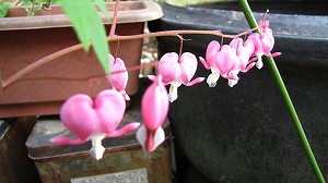 IMG_1273.jpg