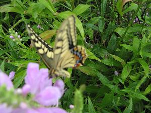 IMG_3514.jpg