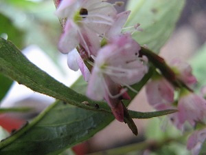 IMG_5901.jpg