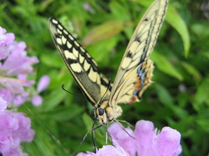 IMG_3515.jpg