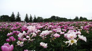 IMG_1908.jpg
