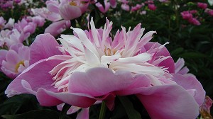 IMG_1913.jpg