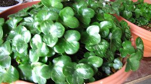 IMG_1255.jpg