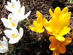 IMG_0345.jpg
