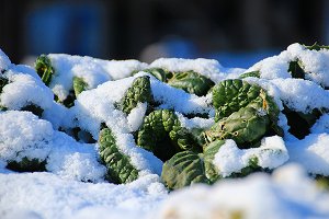 IMG_4286.jpg