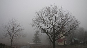 IMG_2940.jpg