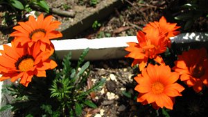 IMG_1151.jpg